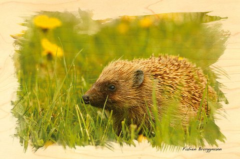 CARTE POSTALE BOIS ANIMAUX HERISSON
