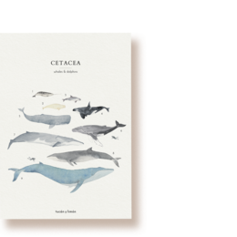 Whales & Dolphins | postcard