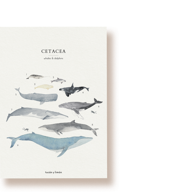 Whales & Dolphins | postcard