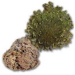 Rose of Jericho (Resurrection Rose)