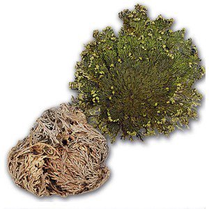 Rose of Jericho ( Resurrection Rose )