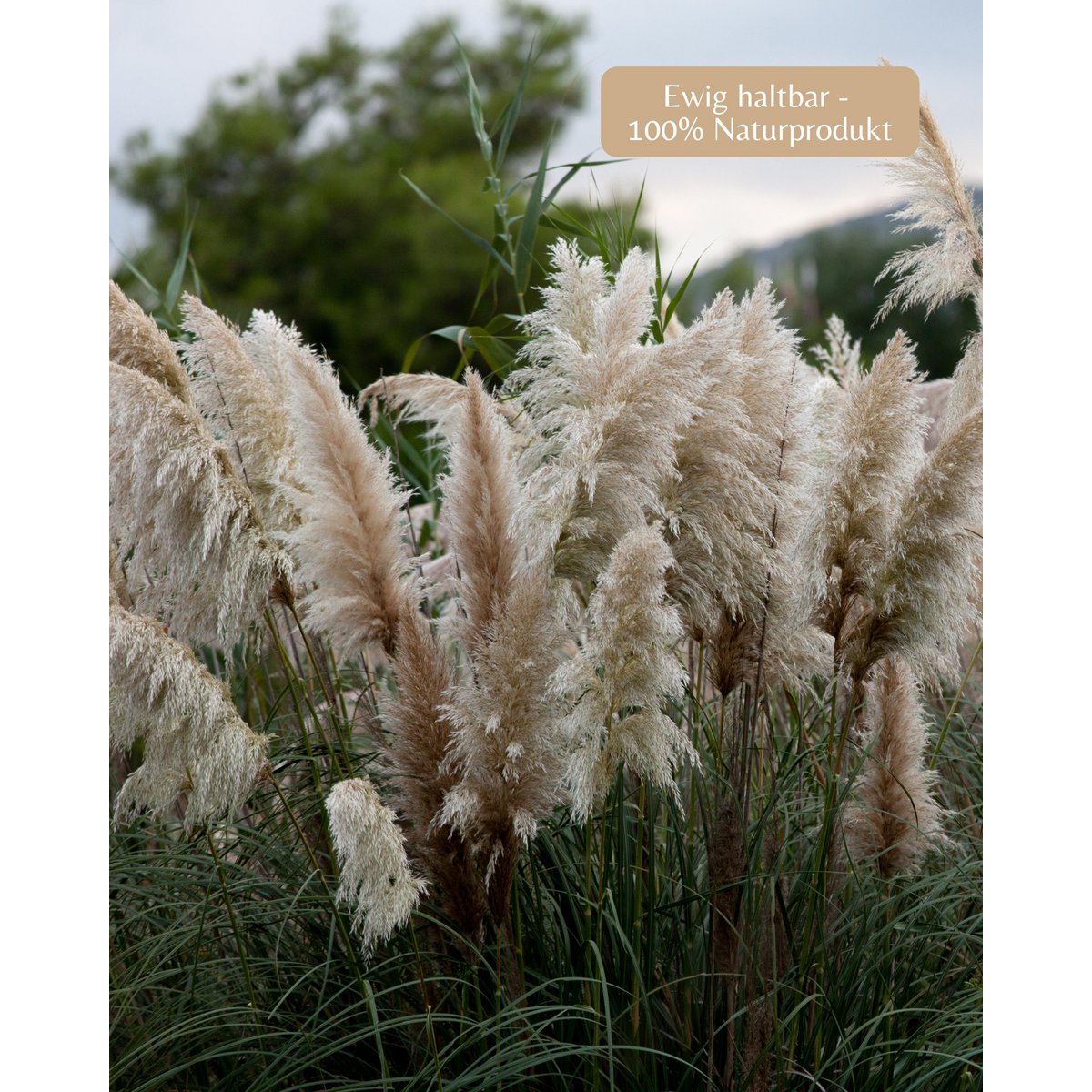 Pampagras groot beige 120 cm