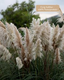 Erba di pampa grande beige 120 cm