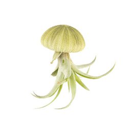 Hanging air plant with sea urchin-like structure, green leaves, and tan-colored flower-like bloom.