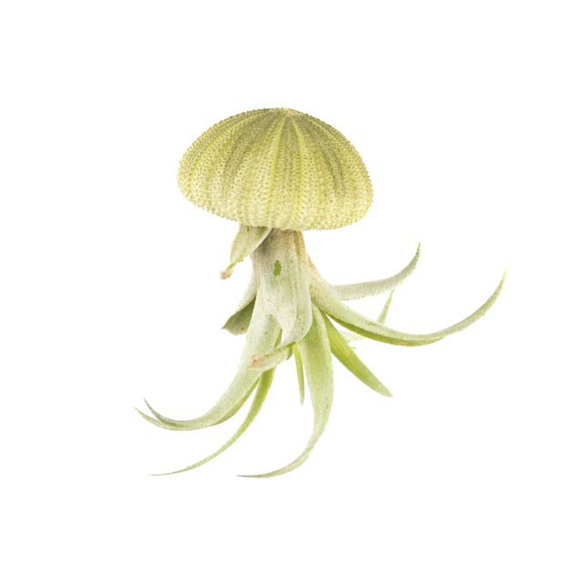 Air plant pendant-Sea reg with Tillandsia Capitata-Natural Green