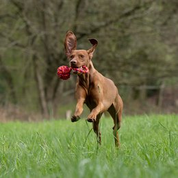 Maxi sling ball - cult toy for dogs