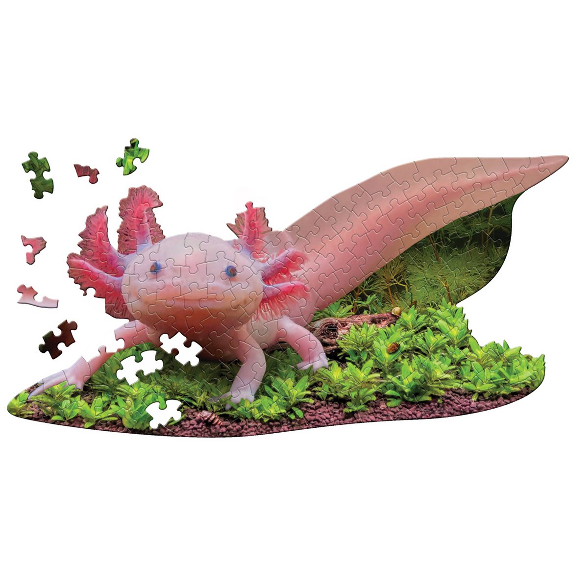 I Am Lil' - Axolotl