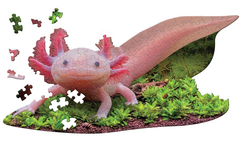I Am Lil' - Axolotl