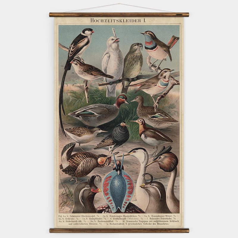 Tableau mural oiseaux
