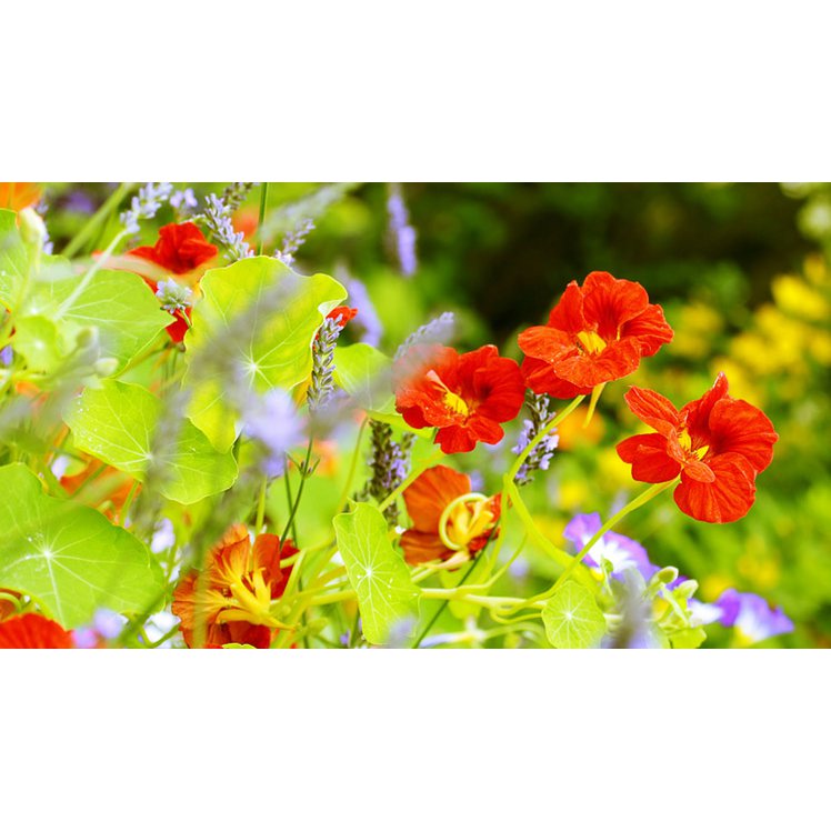 Let it Grow Nursery Garden - nasturtium