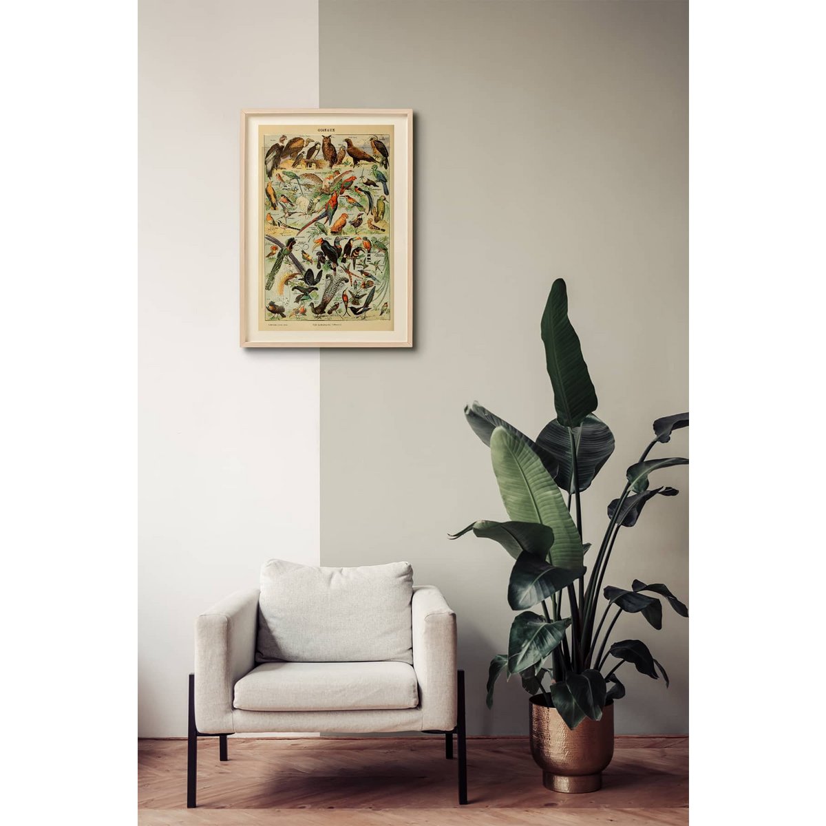 Póster Pájaros Vintage - Millot