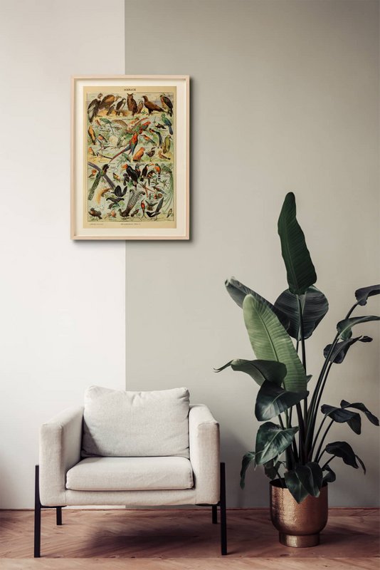 Poster Vintage Vogels - Millot