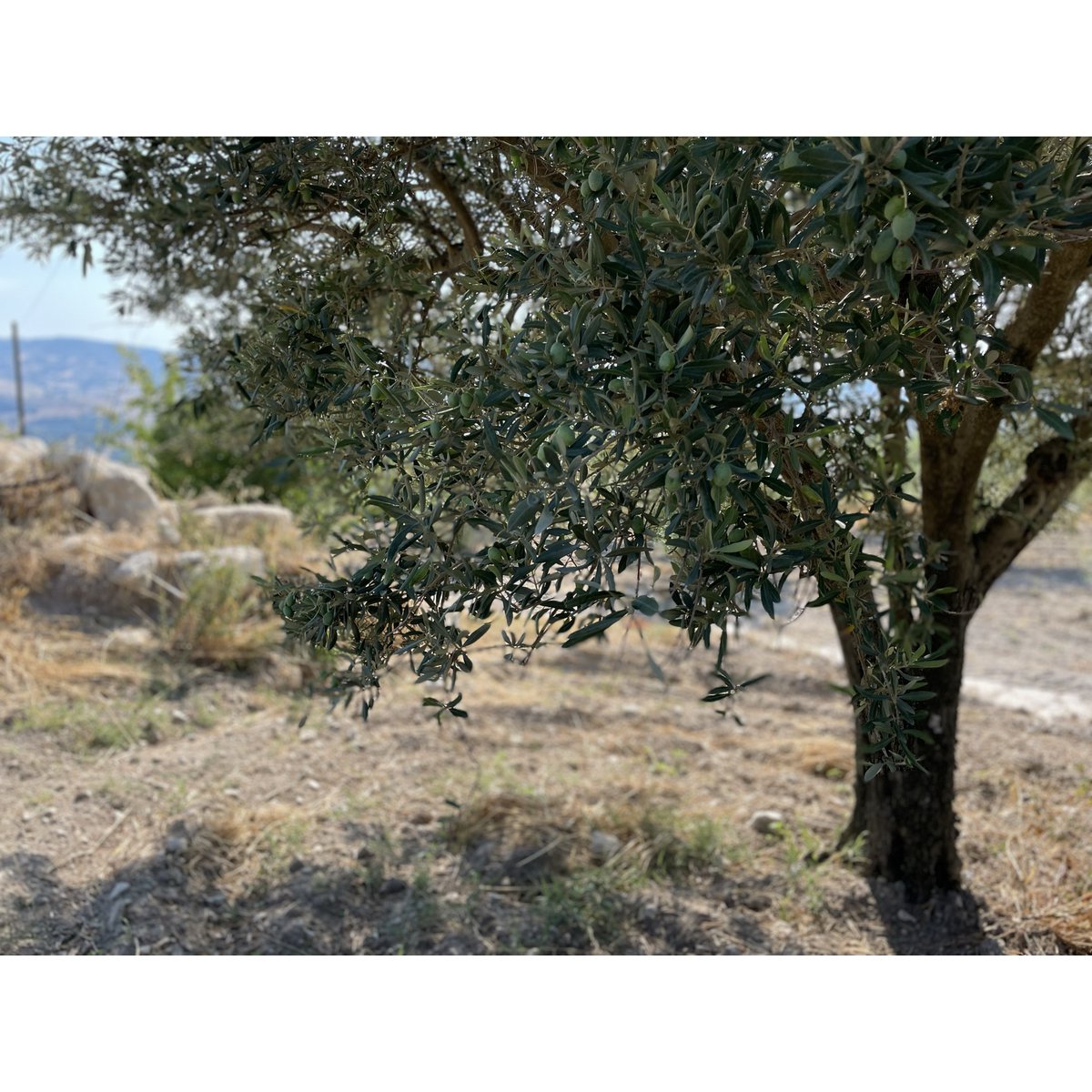 ITALIA | SICILIA | Extra Virgin Olive Oil - il SALTO | 100 ml