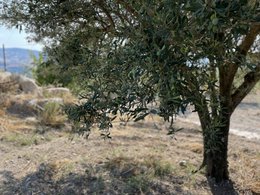 ITALIA | SICILIA | Extra Virgin Olive Oil - il SALTO | 100 ml