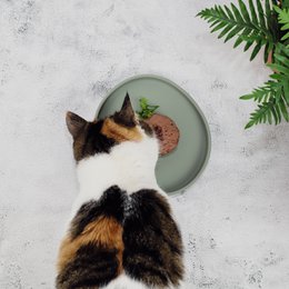 ne&no® Silikon Futterschale - Schnurrhaarfreundlich - extra flach - für Katzen