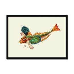 Japansk Gurnard