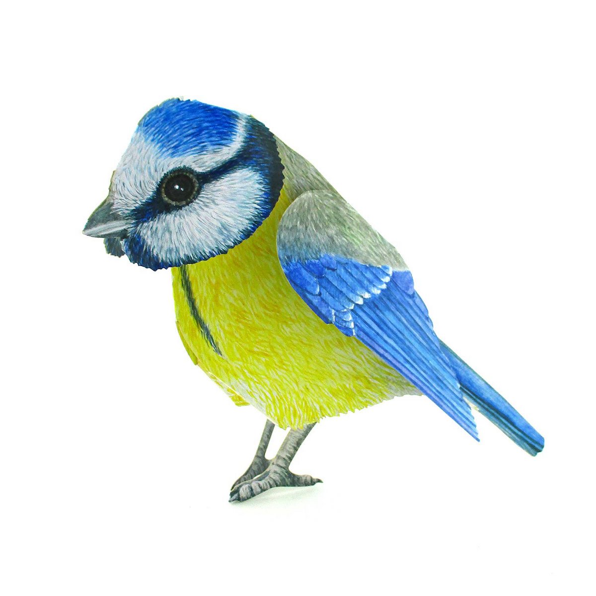 3D-Tierkarte Blaumeise
