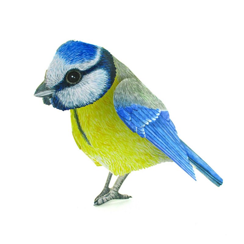 Carta animale 3D tit blu
