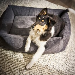 TUDOR ORTHO | Premium Orthopedic Dog Bed