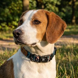 Savanne dog necklace