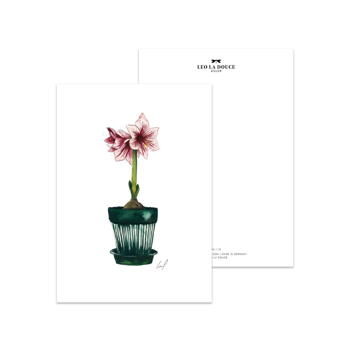 Ansichtkaart - Amaryllis