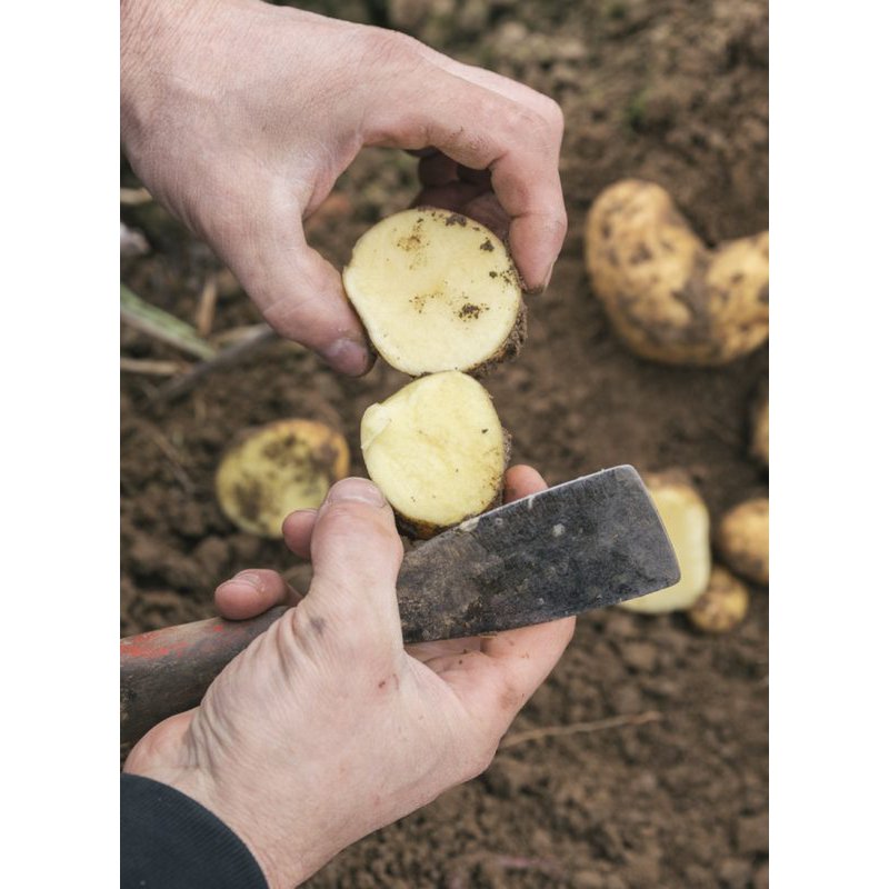 All potatoes. The cookbook (German)