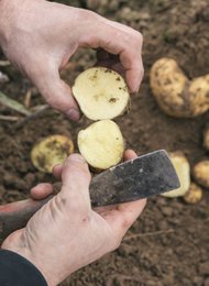 All potatoes. The cookbook (German)