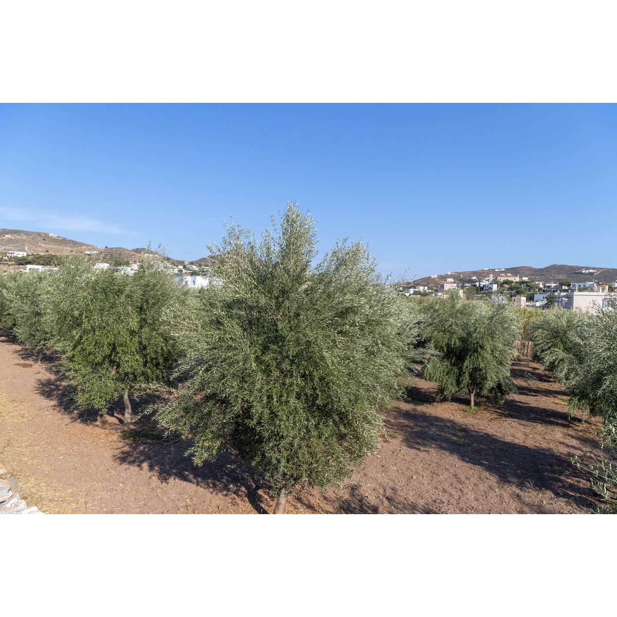 DELLAGRAZIA EXTRA VIRGIN OLIVEOIL