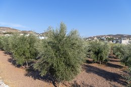 DELLAGRAZIA EXTRA VIRGIN OLIVEOIL