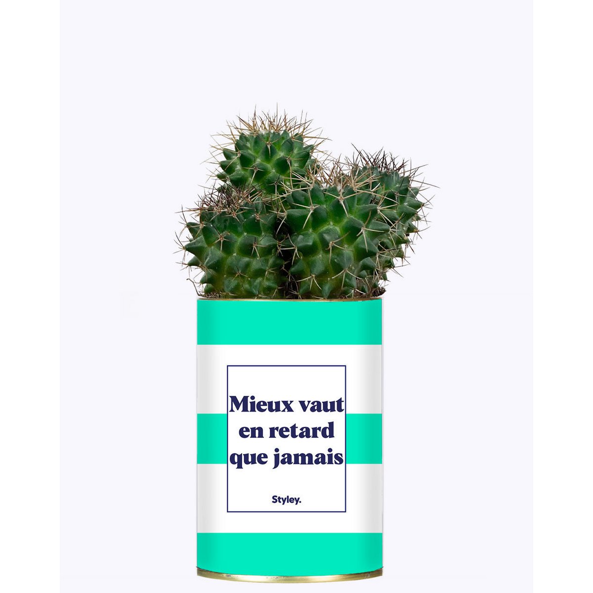 Mieux vaut en retard que jamais - Cactus