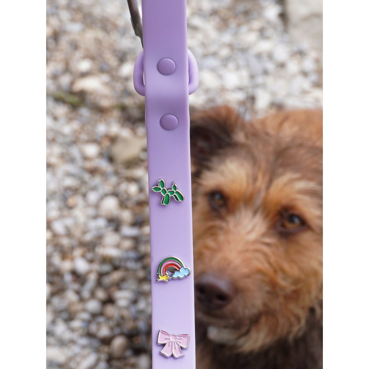 Rainbow dog collar trailer