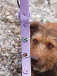Rainbow Dog Collar Trailer