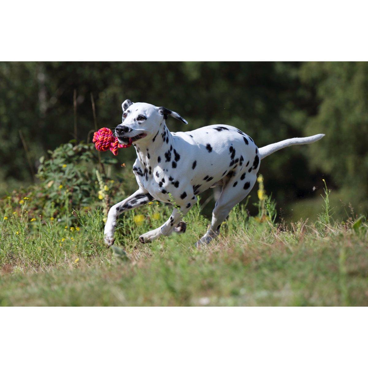 Maxi sling ball - cult toy for dogs