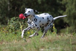 Maxi sling ball - cult toy for dogs
