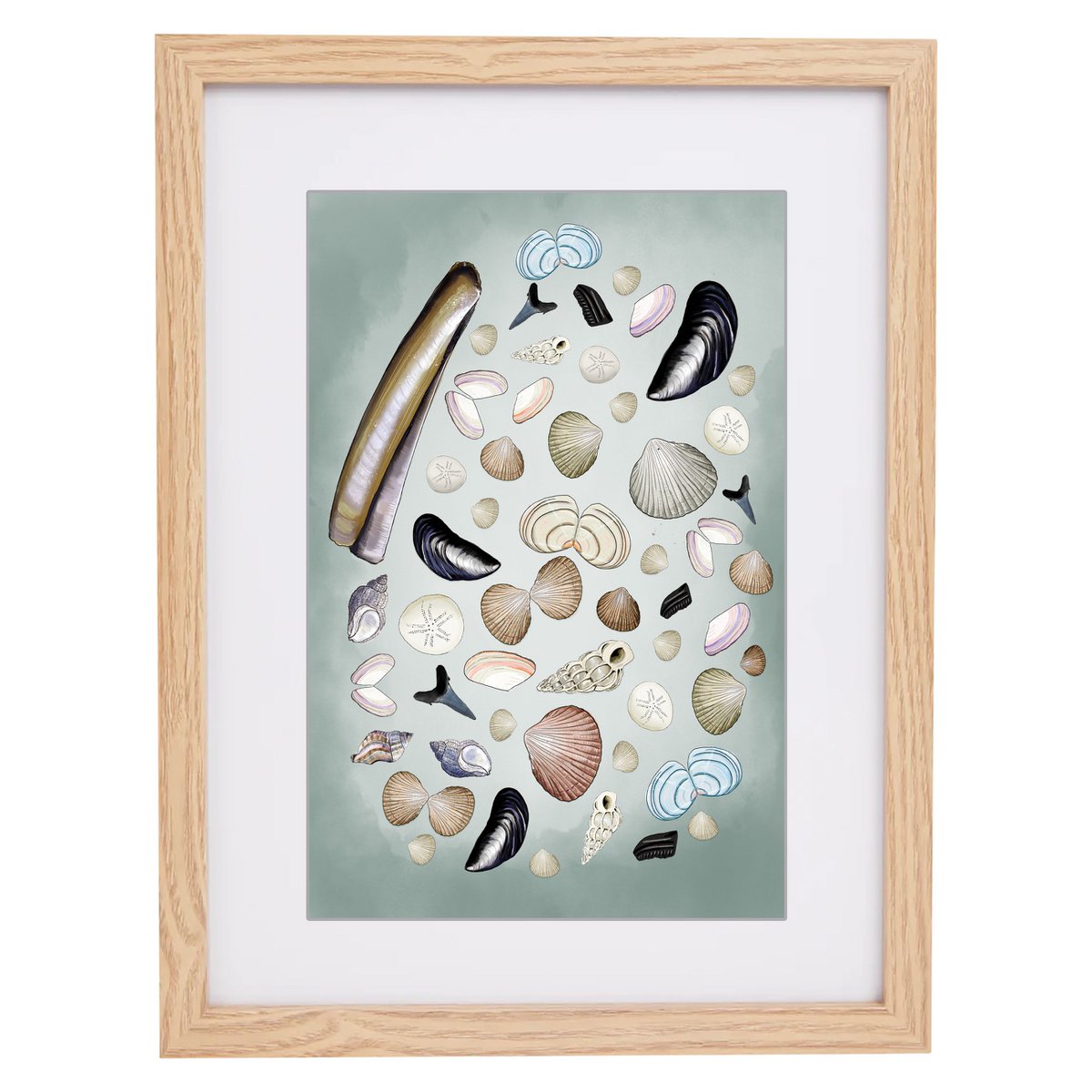 Zeeland souvenir | Zeeland | Shells | Zeeland coast | Framed print | A4