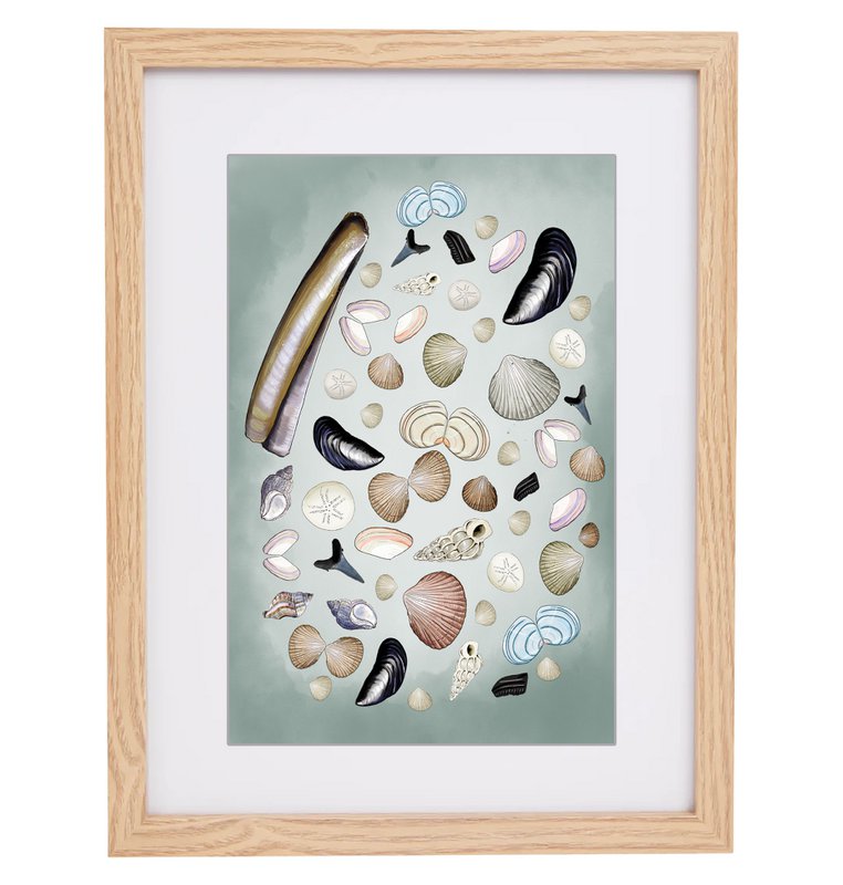 Zeeland souvenir | Zeeland | Shells | Zeeland coast | Framed print | A4