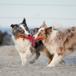 Hugo Hummer - kultlegetøj til hunde