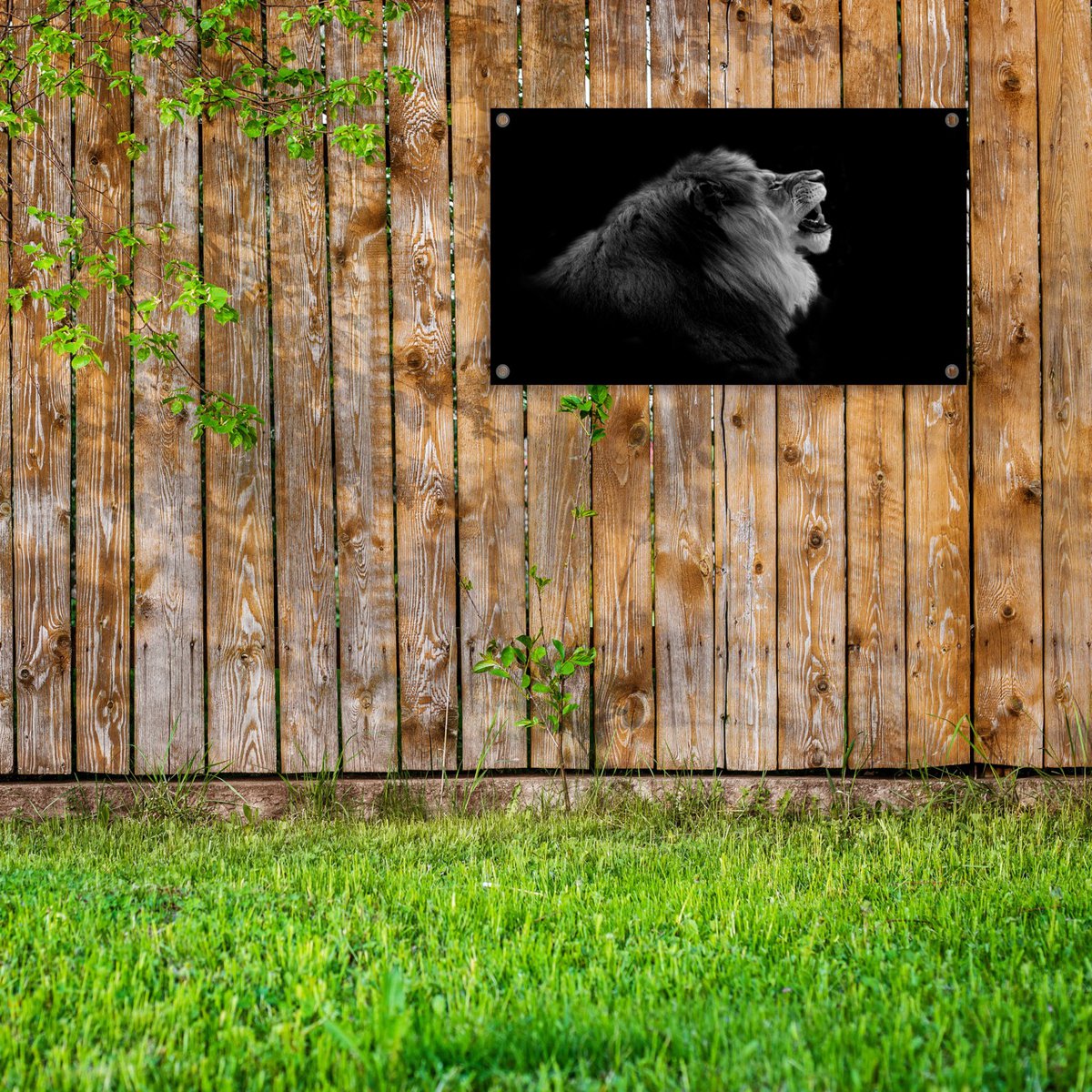 Plakat ogrodowy Lew