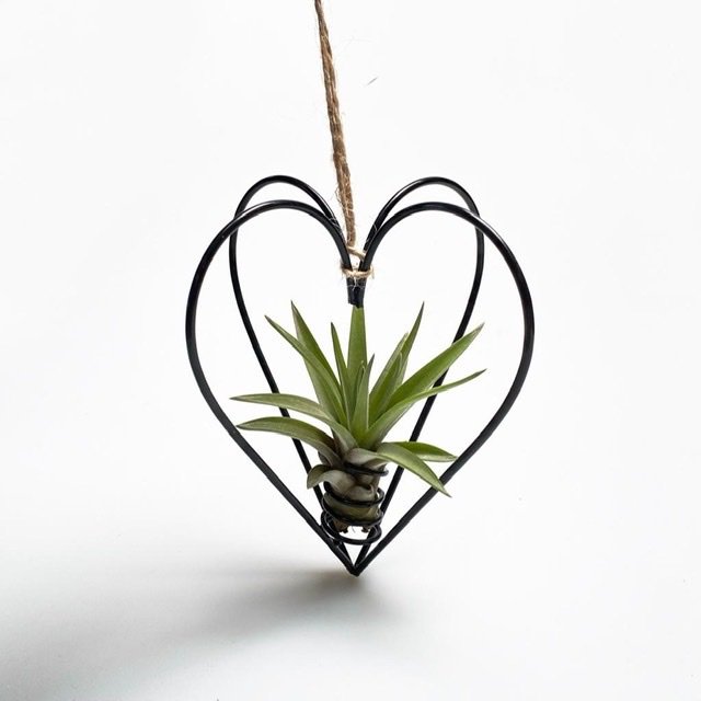 Metal heart black + airplant