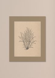 Illustration of a hazelnut tree with a passe-partout frame, available in various sizes and colors including Salvia, Olivo, Noce, Lino, Cavolo nero, and Casa Otelli.