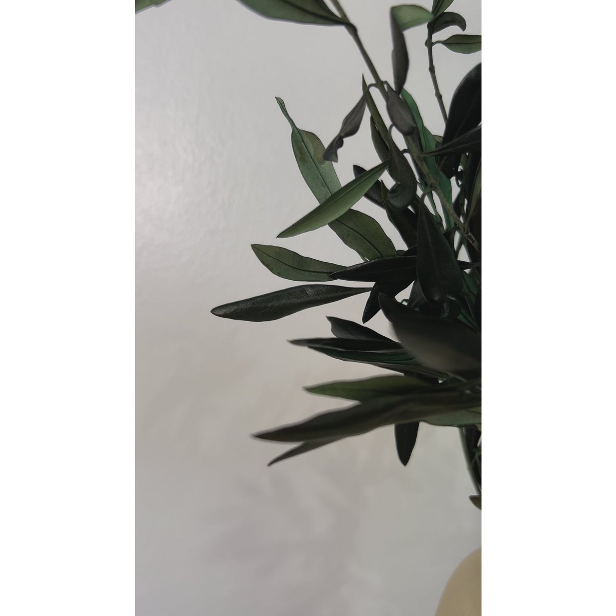 Preserved olive branches green from Italy