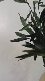 Preserved olive branches green from Italy