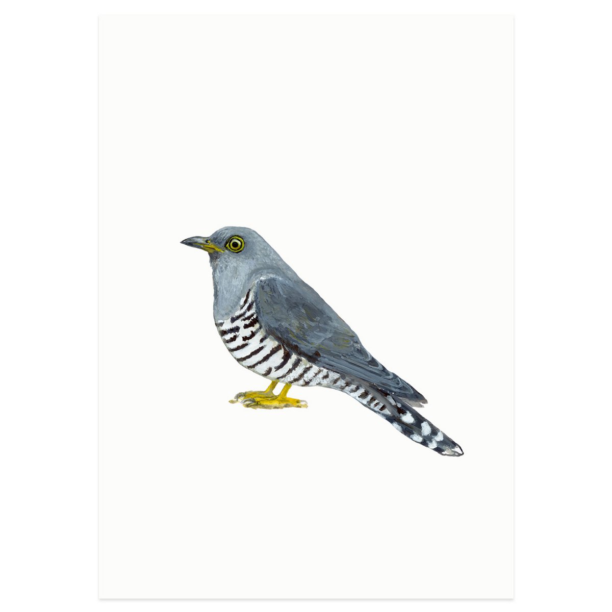 postcard | Cuckoo