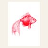 Risographie Postkarte – Schleierfisch – DIN A6