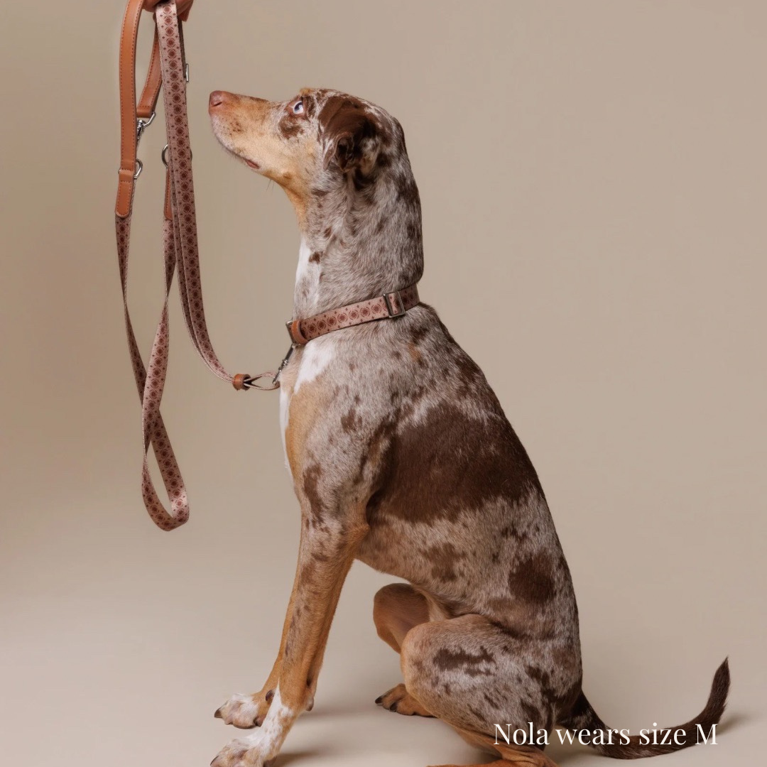Dog Collar - Timeless Mocha