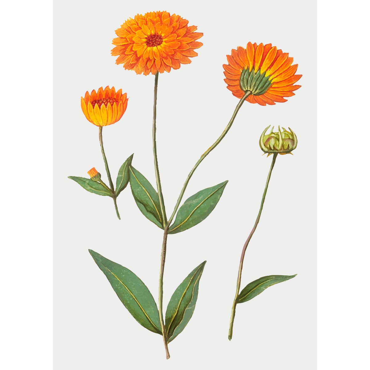 Bio -zertifizierte solide Seife - Zitrone & Lime mit Kalendula Blumen 90g