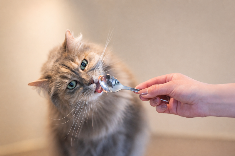 DIBAQ SENSE Cat Bites in Sauce Chicken with Salmon 100g