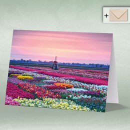 Greeting card, Doppelkarte 8172 Tulpenfeld mit Windmühle im Sonnenaufgang, Tulpe, Tulpen Frühling Blumen Holland
