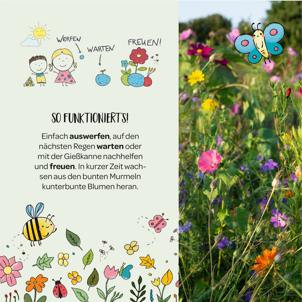 1er Blumenmurmel 'Finns Wilde Wiese'