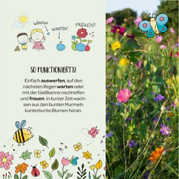 1er Blumenmurmel 'Finns Wilde Wiese'
